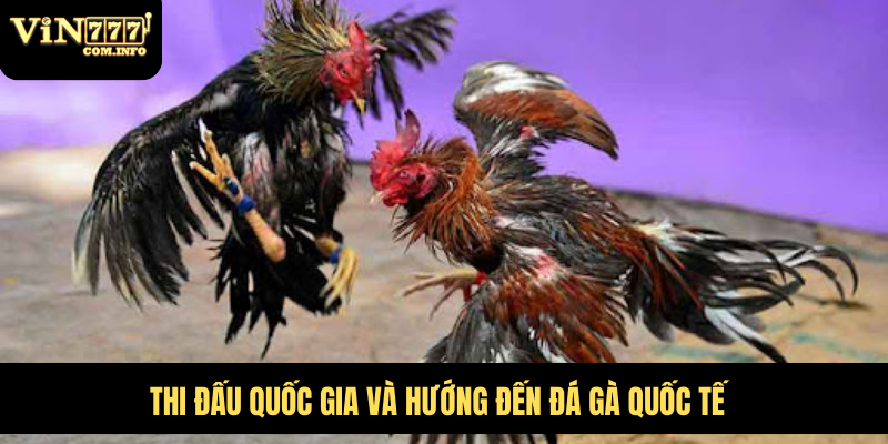 Thi đấu quốc gia và hướng đến đá gà quốc tế